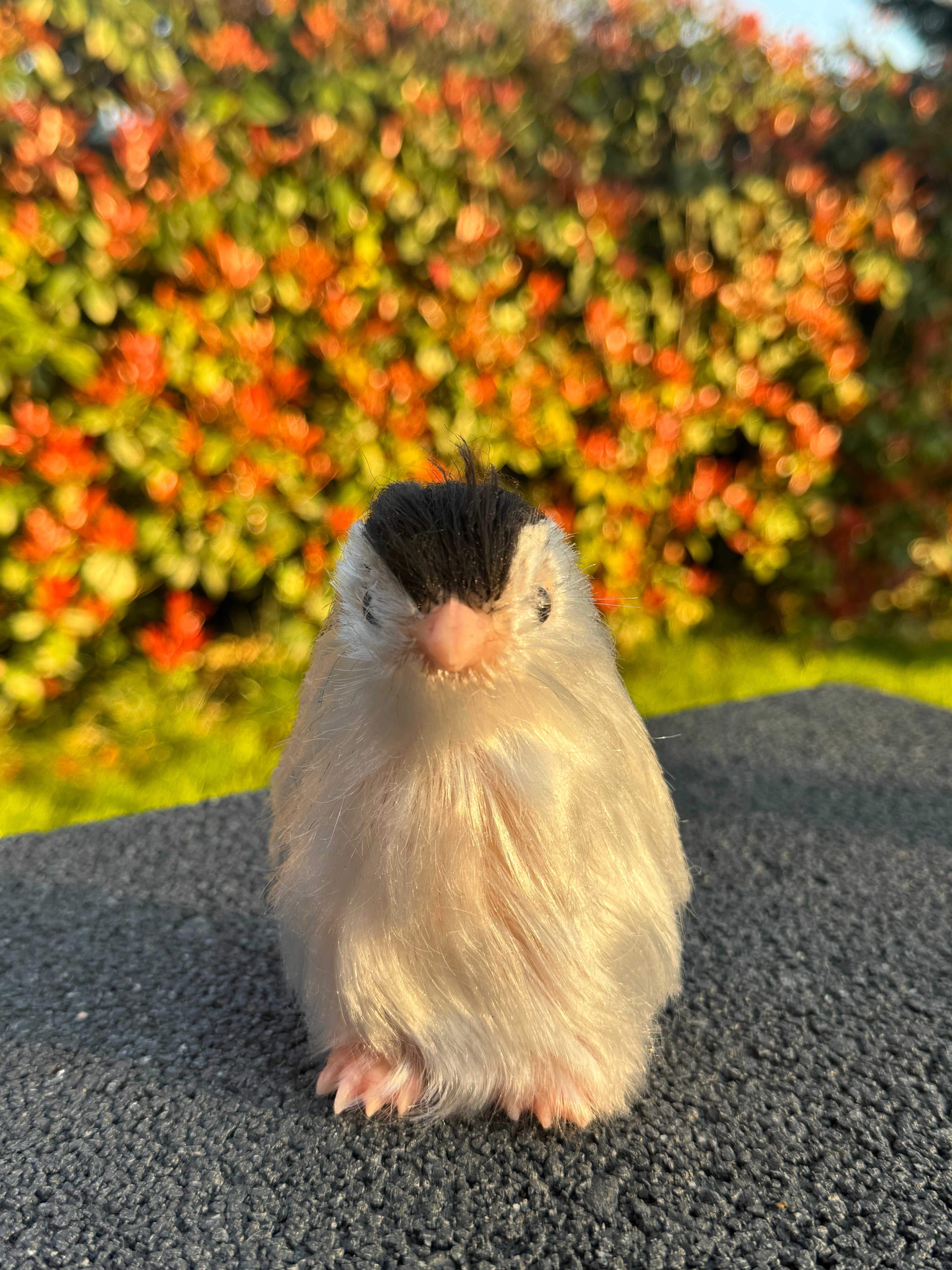 Arctic Penguin – Mini Companions