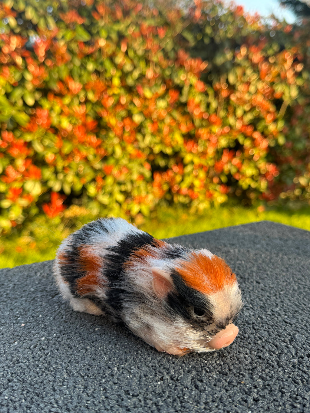 Truffle Pig – Mini Companions