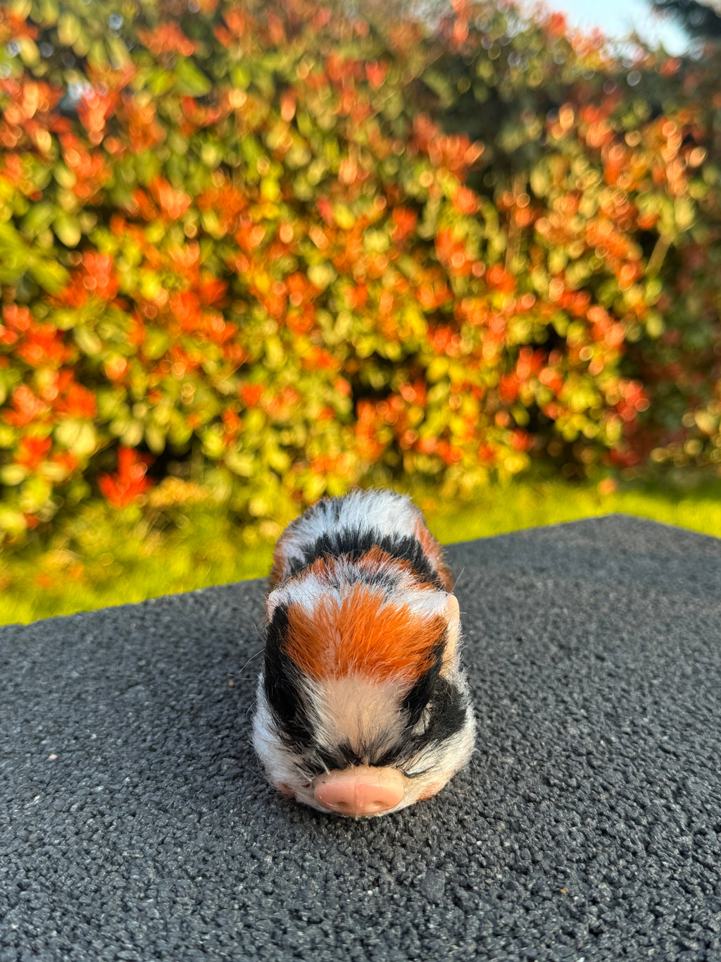 Truffle Pig – Mini Companions