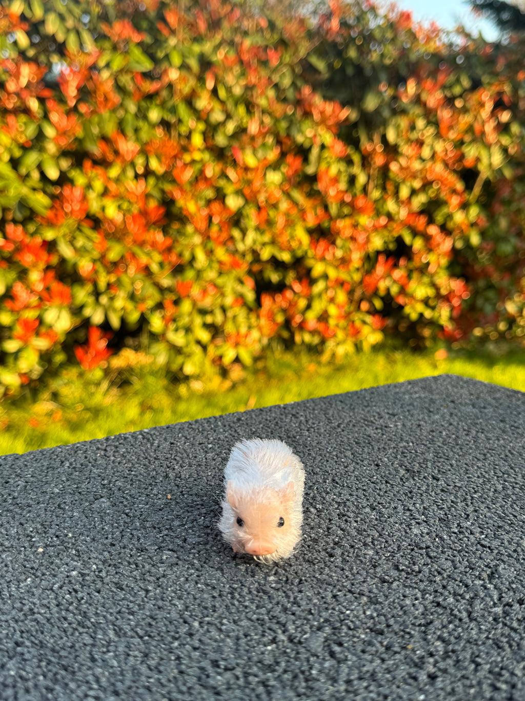 Mini Blush Pig – Mini Companions